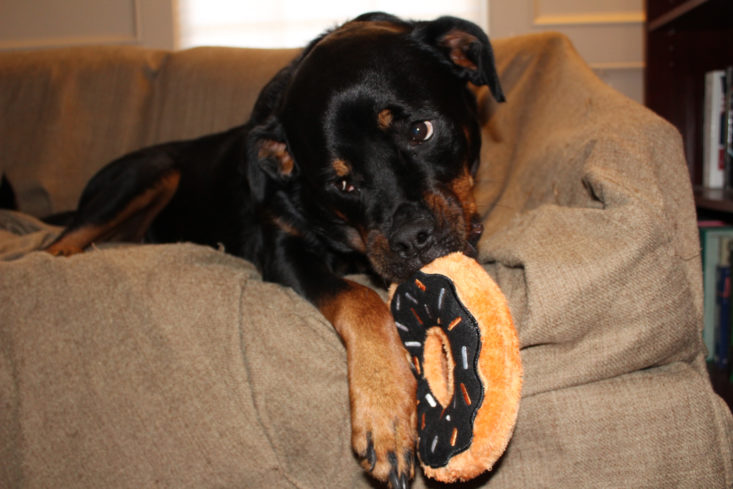 Pet Gift Box Dog October 2017 Nyx playing with the donut toy