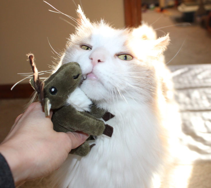 Cat with reindeer toy