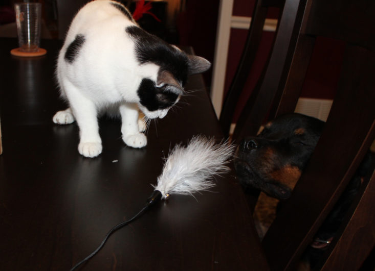 dog and cat tan and white cat playing with feather toy