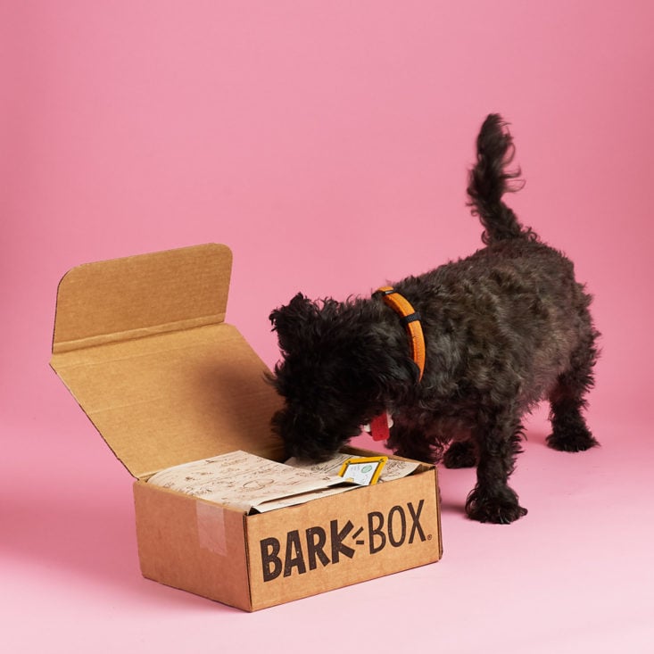 barkbox dog subscription box and black puppy