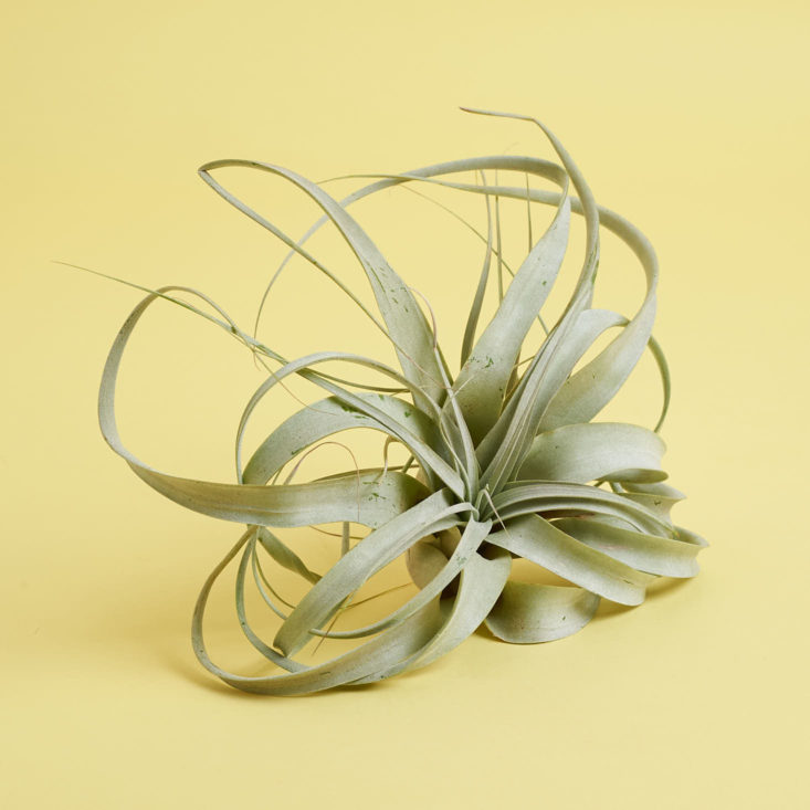 Large Xerographica Air Plant 