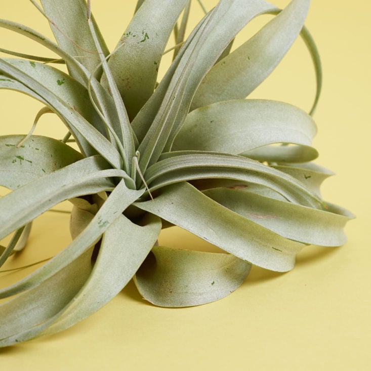 Large Xerographica Air Plant Detail