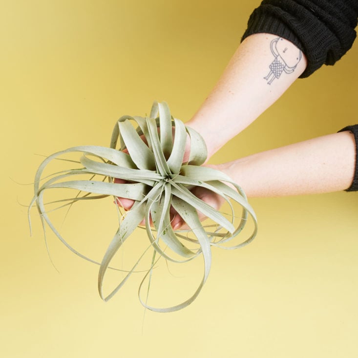 Large Xerographica Air Plant in hands for scale