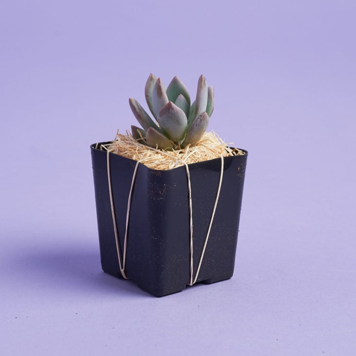 powder puff succulent in shipping container