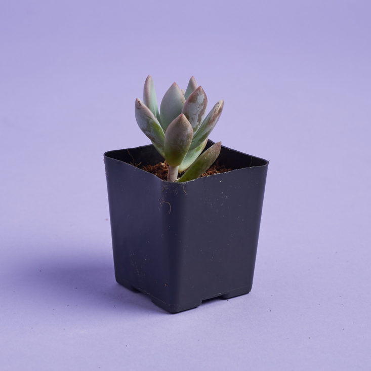 powder puff succulent plant out of shipping materials