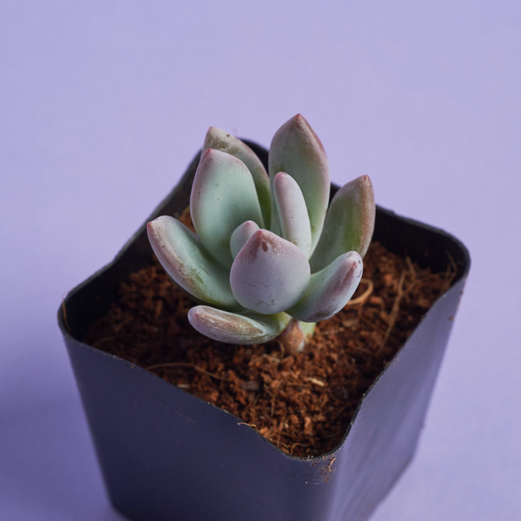 close up of powder puff succulent plant