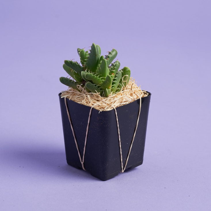 tigers jaw succulent plant in shipping material