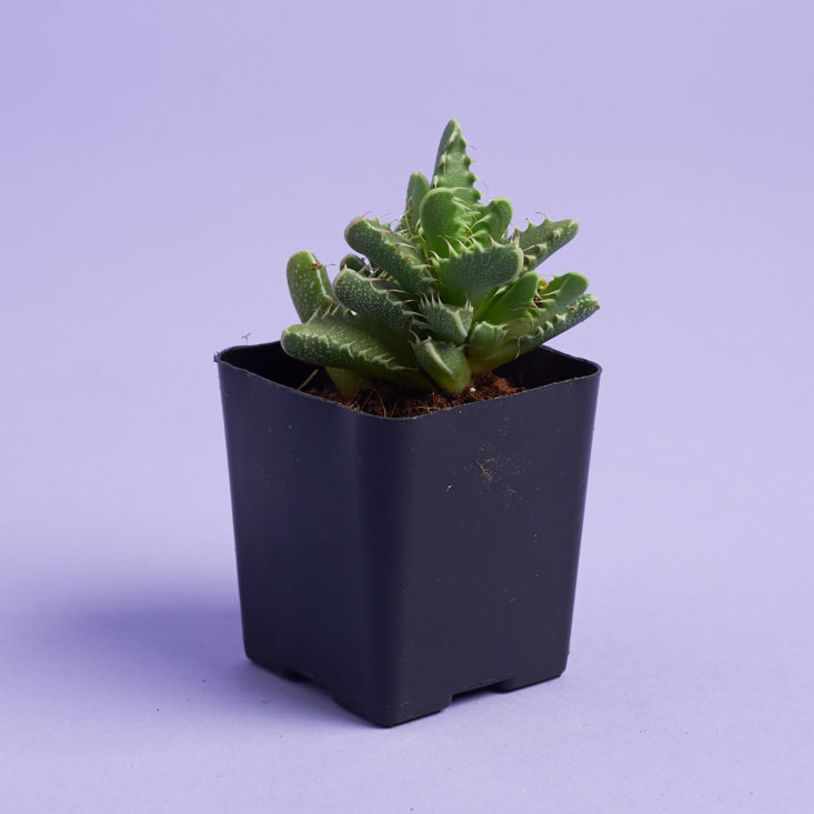 tigers jaw succulent plant