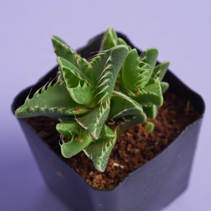 closeup on tigers jaw succulent plant