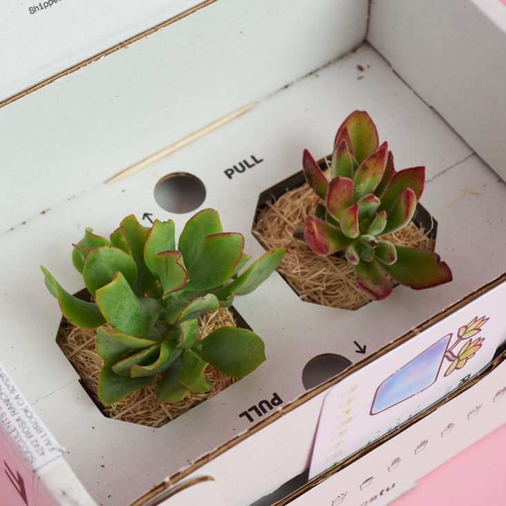 succulent studios packaging