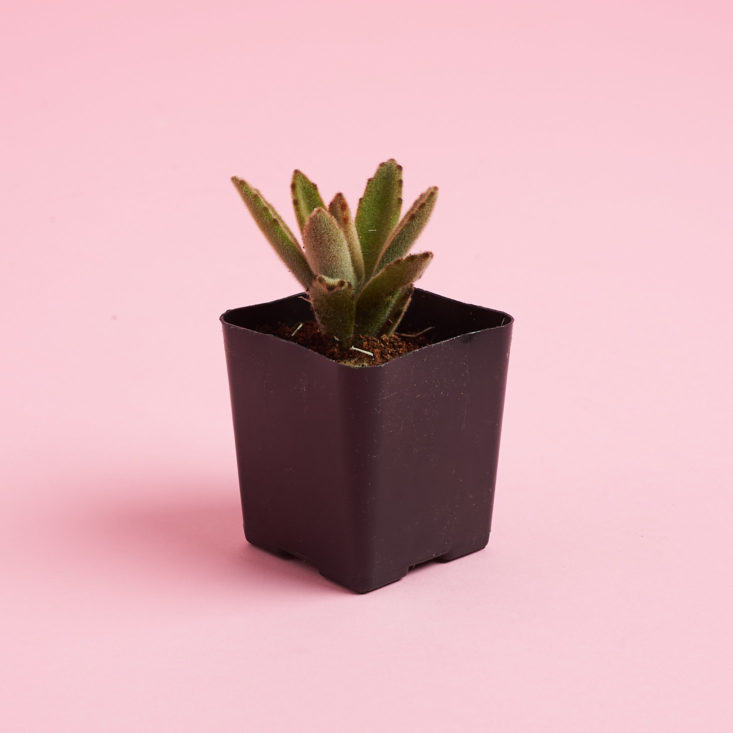 succulent studios tiny plant