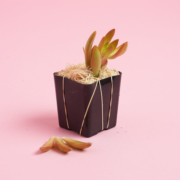 succulent studios plant with leaves that fell off