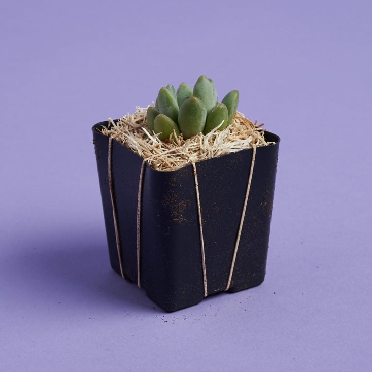 succulent studios small succulent in shipping material