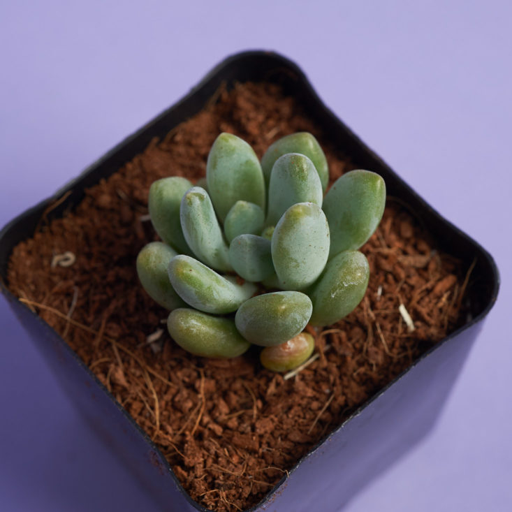 succulent studios baby plant