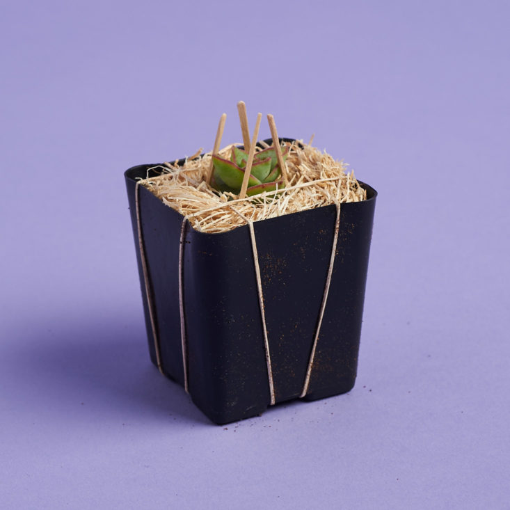 succulent studios packaged plant