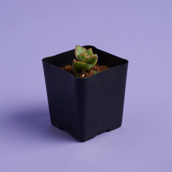 succulent studios small plant