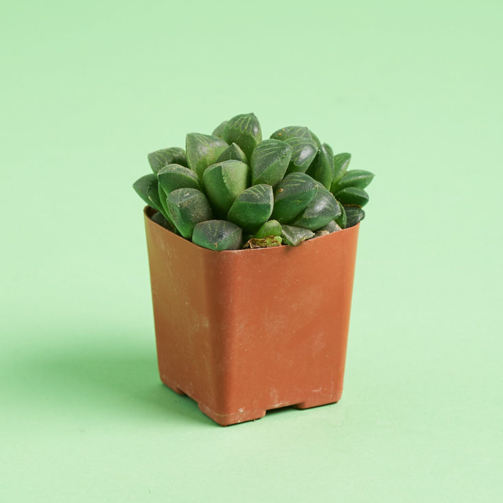 succulent box nubby plant from side