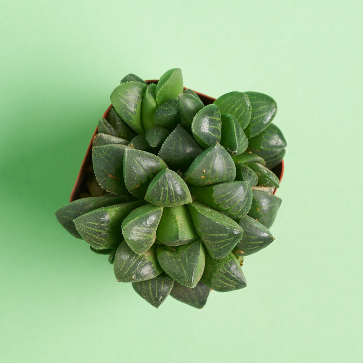 succulent box nubby plant from above