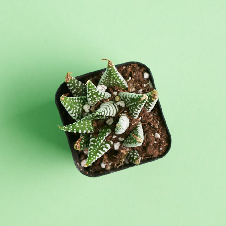 succulent box plant from above