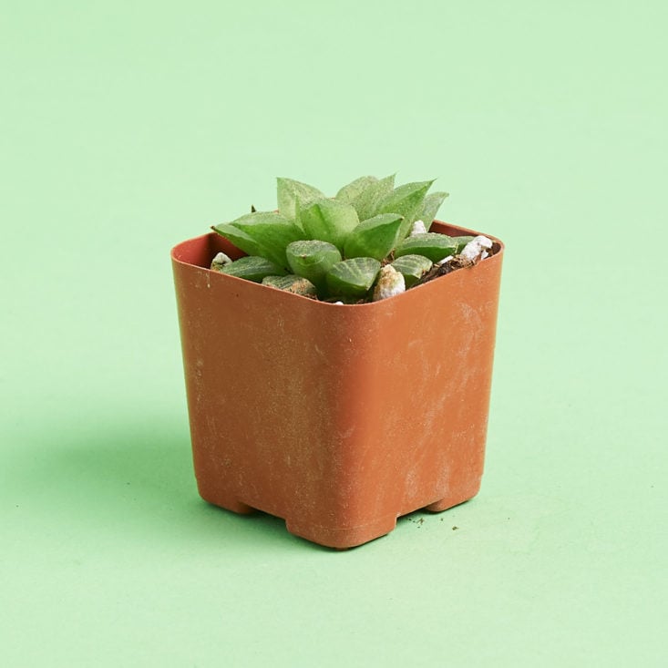 succulent box short plant from side