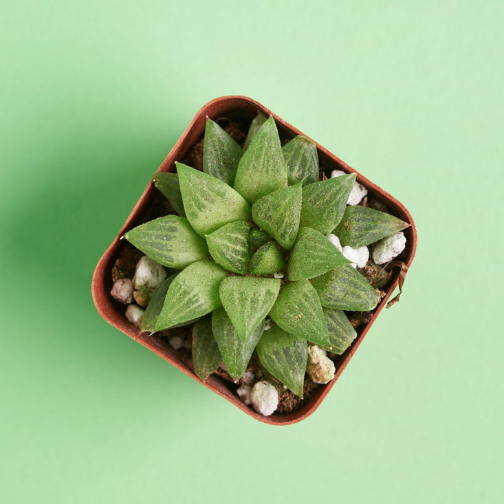 succulent box pointed plant from above