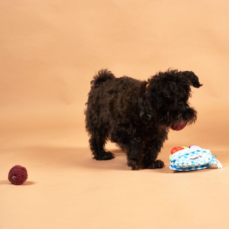 BarkBox September 2018 - Dog with A Pawful of Falafel 1