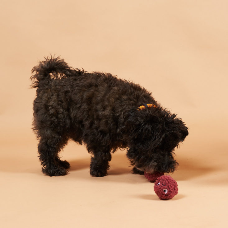 BarkBox September 2018 - Dog with A Pawful of Falafel