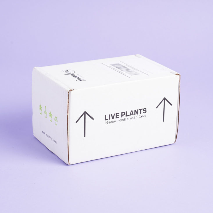 succulent studios live plants box