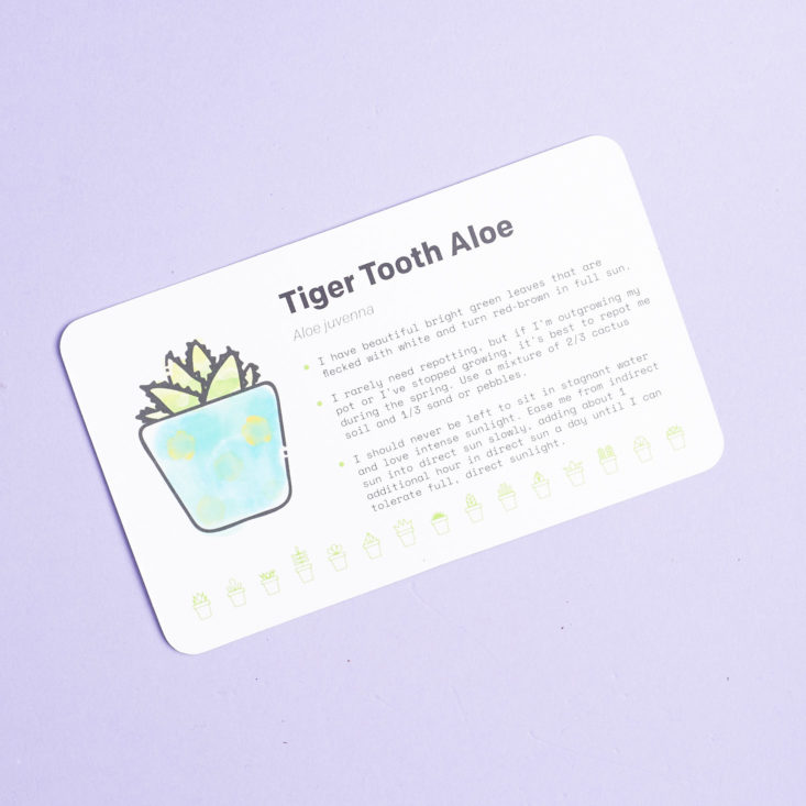 succulent studios tiger tooth info card