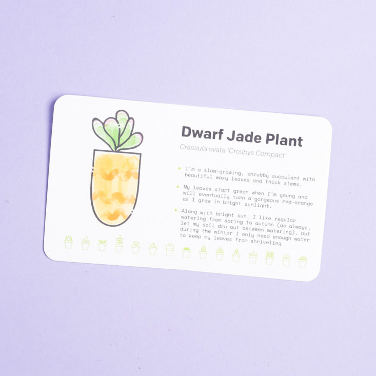 succulent studios jade plant info card