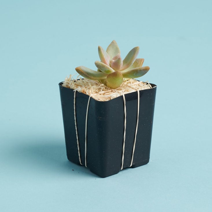 succulent studio small plant in hay for shipping