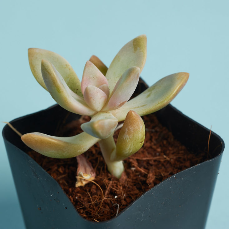 succulent studio green succulent with red tipped leaves