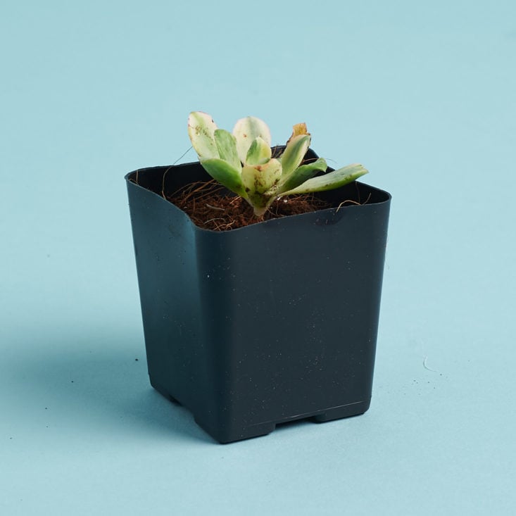 succulent studio tiny succulent in plastic planter