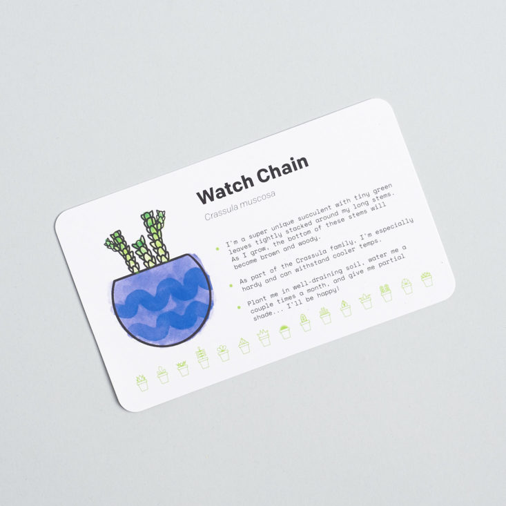 Succulent Studios watch chain card