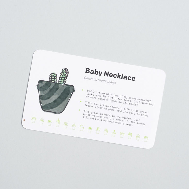 Succulent Studios baby necklace card