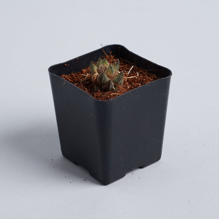 Succulent Studios soil and pot