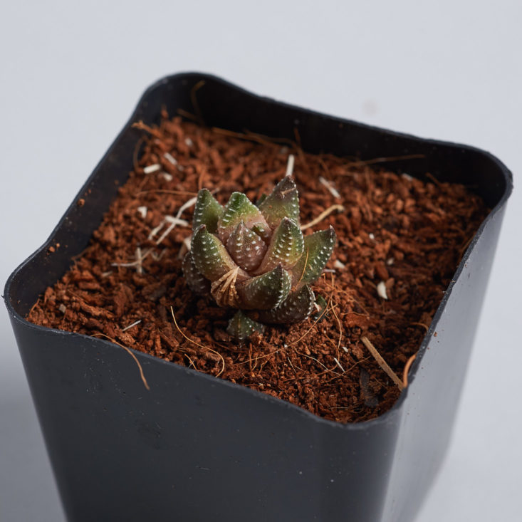 Succulent Studios tiny bud