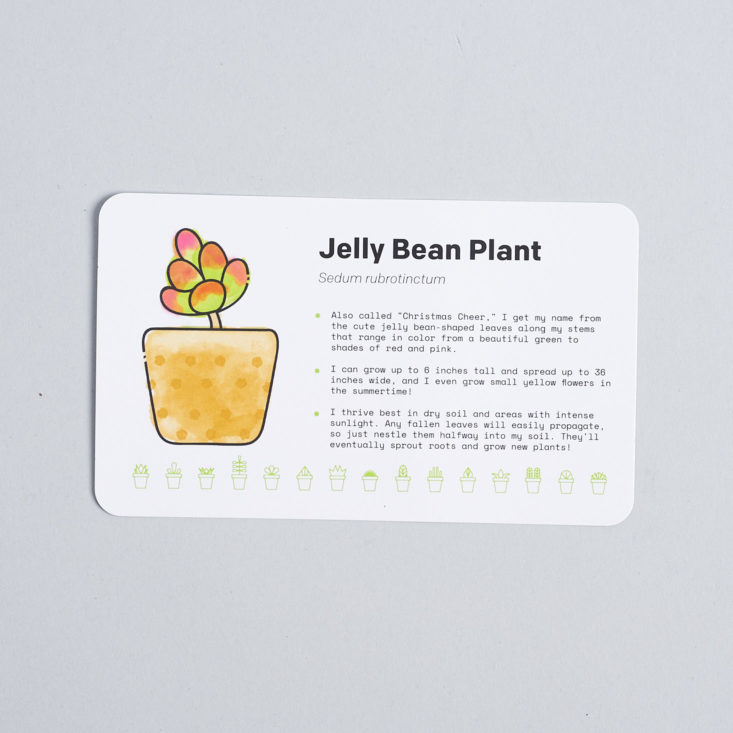 Succulent Studios jelly bean plant card