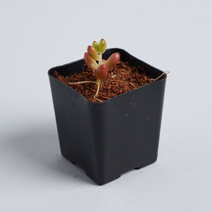 Succulent Studios plant pot