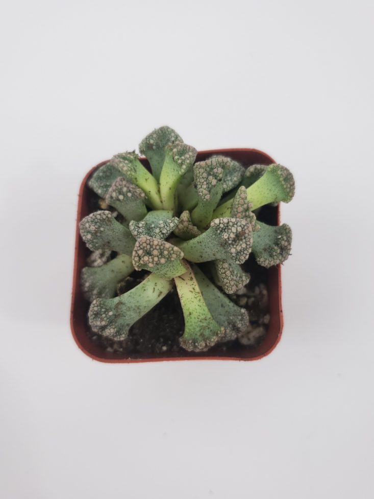 Succulents Box December 2018 - Concrete Leaf Top