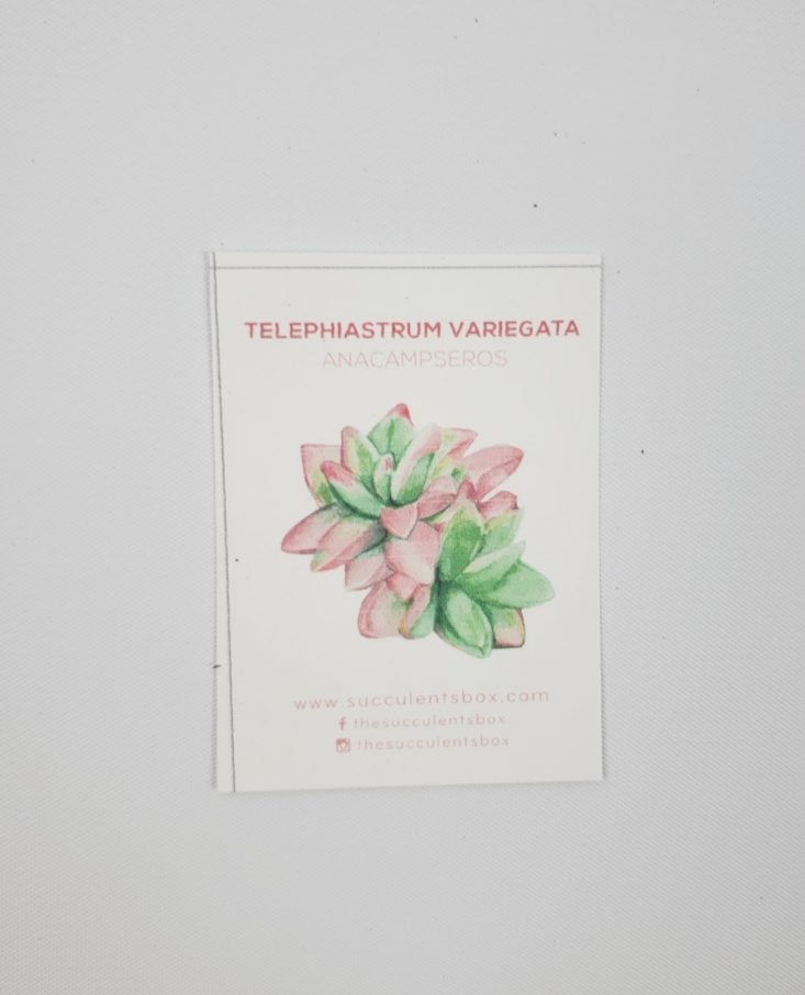 Succulents Box December 2018 - Karoo Rose Instruction Card Top