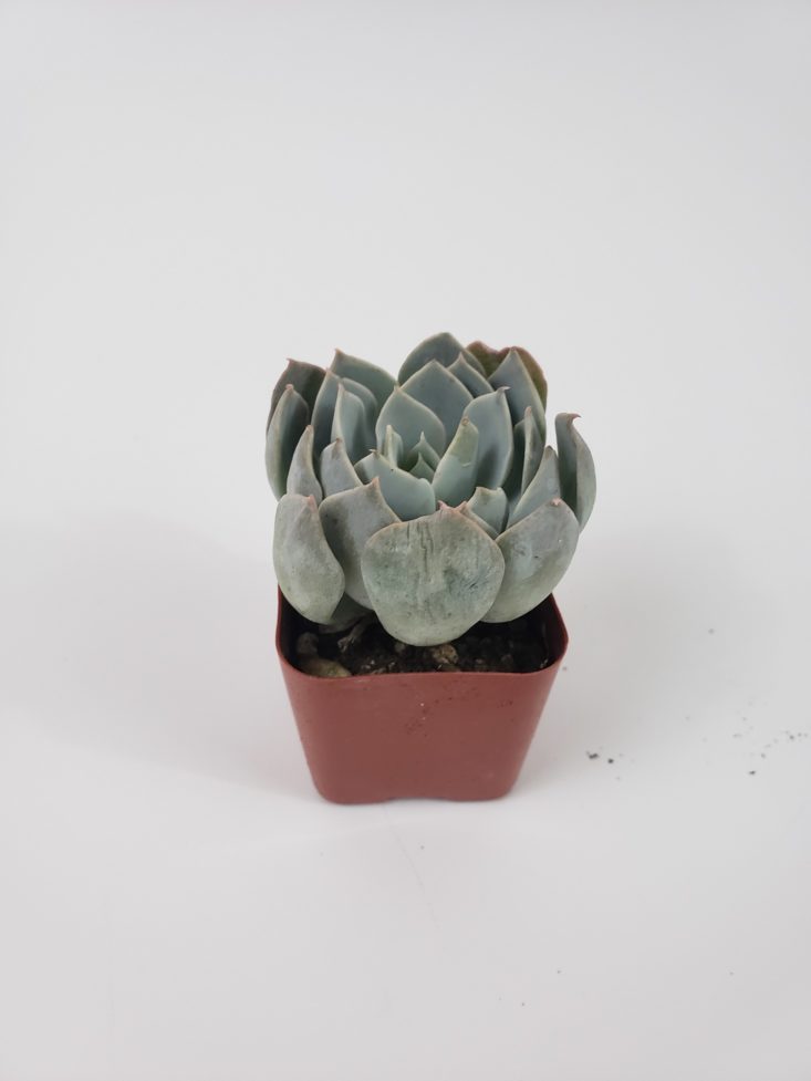 Succulents Box January 2019 - Plant Blue Fairy Front