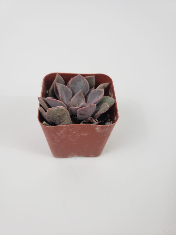 Succulents Box January 2019 - Plant Debbie Front