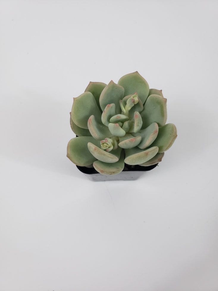 Succulents Box January 2019 - Plant Moonglow Top