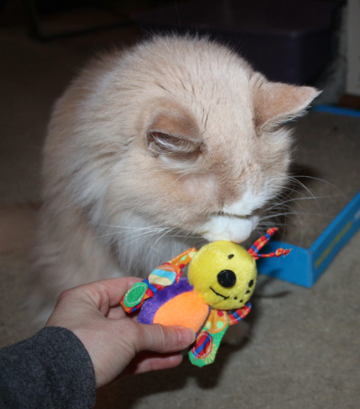 Pet Treater Cat Pack Review February 2019 - Monkey sniffs a toy Front