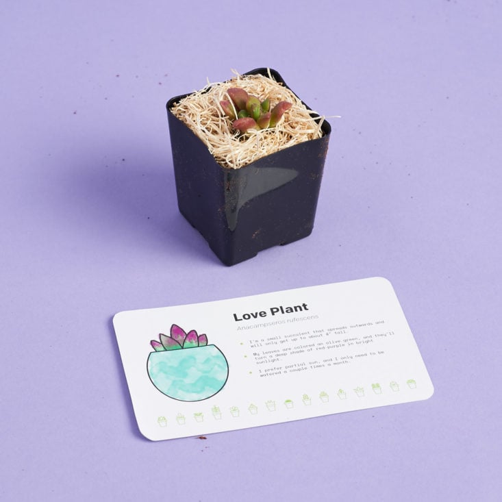 Succulent Studio February 2019 love plant with card