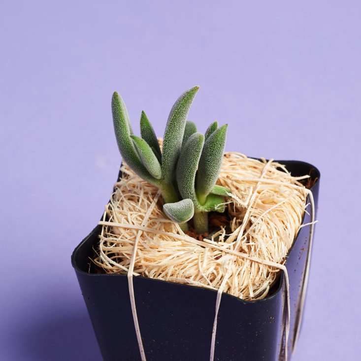 Succulent Studios January plant in safe package