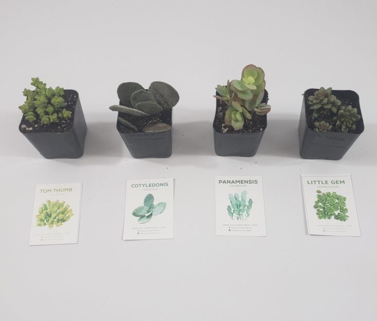 Succulents Box February 2019 - All Contents Open