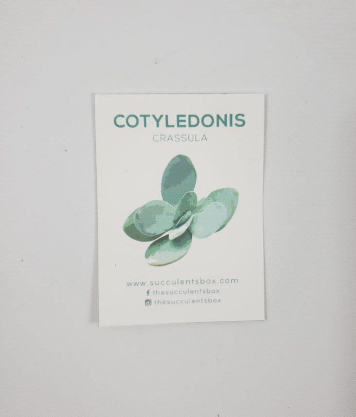 Succulents Box February 2019 - Cotyledonis Crassula Info