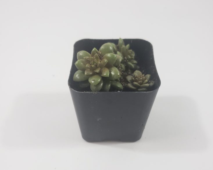 Succulents Box February 2019 - Little Gem Cremnosedum 1